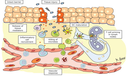 癌症术后肠黏膜损伤：菌草微生态新疗法的温暖呵护(图1)